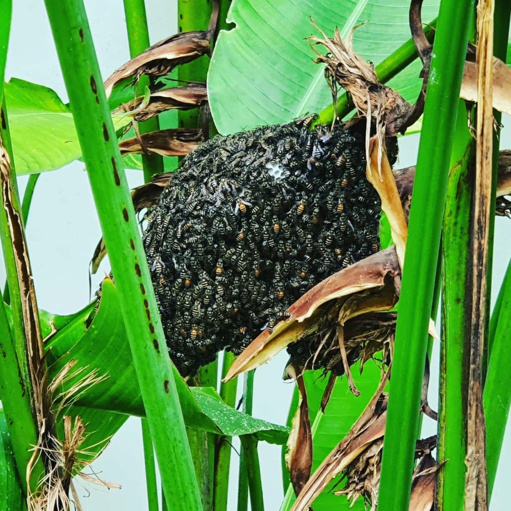 Bees, Wasp & Hornet Control Singapore - Call on (+65) 6246 2893 